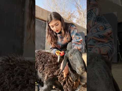Village Life: Uyghur Girl Shears Sheep Wool Using Simple Scissors