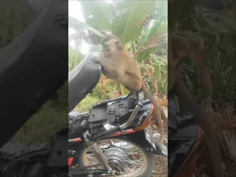 Monkey Gets Hit by a Falling Bike Seat 😂
