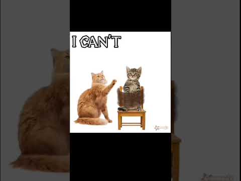 #cat #animation #gatos #fyp #shorts #edit