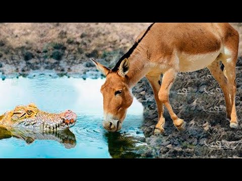 عالم الحيوان "🐴 حمار شجاع يواجه 🐊 التماسيح في لحظة مصيرية! ⏳✨"صراع البقاء #عالم_الحيوان