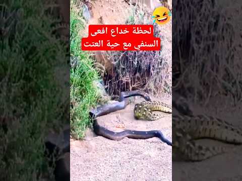 لحظة خداع افعى السنفي مع حية القضعاء#shorts
