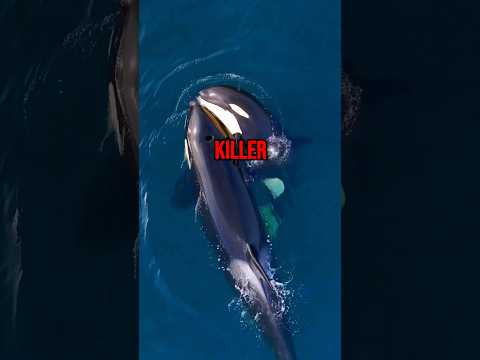 These Killer Whales Are Vengeance                         #animals #shorts #killerwhales #orcas