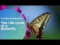 Butterfly Life Cycle Concepts