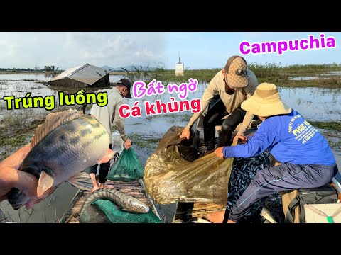 Trúng đậm Luồng Cá Lóc Rừng biên giới Campuchia cuối mùa lũ - Hốt bạc con nước cá đi