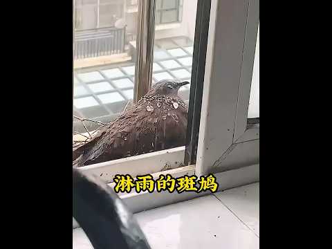一只斑鸠在女孩的窗台避雨,没想到竟在这里找到了温暖的港湾 #animals #dove #斑鸠