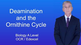 A Level Biology Revision (Year 13) "Deamination and the Ornithine Cycle"