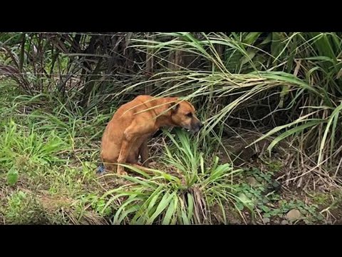 Scared Dog Ran into the Bushes After an Accident, Cried Uncontrollably When Taken to the Vet