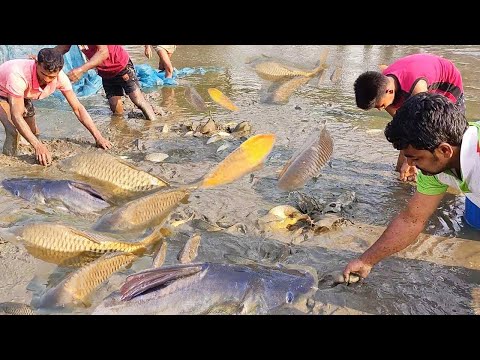 Best Hand Fishing Video 2025 - Big Fish Catching With Hand From Muddy Water in the Beautiful Pond