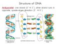 Exploring DNA and Protein Synthesis Concepts