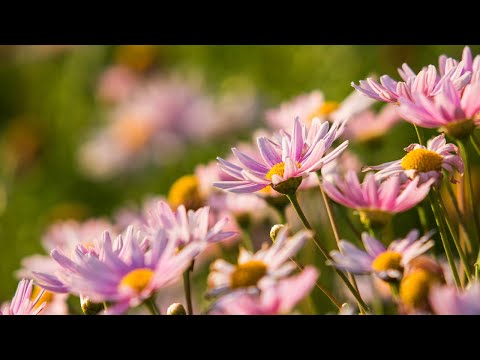 &#128308; 24 Hours of Soothing Nature Meditation Music for Stress Relief | Peaceful Healing Zen Meditation