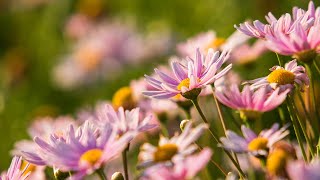 🔴 24 Hours of Soothing Nature Meditation Music for Stress Relief | Peaceful Healing Zen Meditation