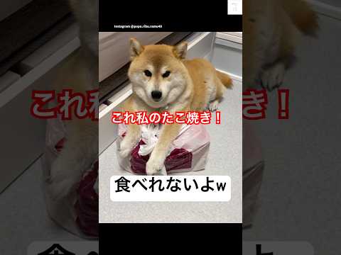 爆笑‼️たこ焼き食べたい柴犬が面白い😂 #柴犬 #犬 #犬のいる暮らし #おもしろ #面白い