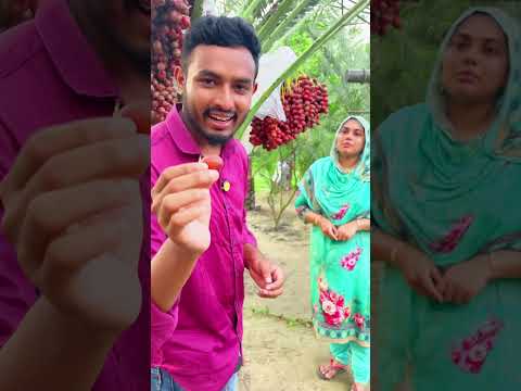 সৌদি আরবের মরি'য়ম খে'জুর এখন চা'ষ হচ্ছে যশোরে ❤️ #short #viral #foryou