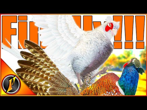 The RARE I've ALWAYS WANTED! | Albino Rooster Pheasant in Call of the Wild!