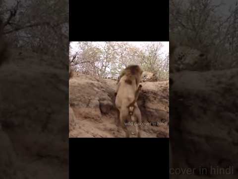 शेर क्यों तेंदुआ को मार देता हैं ?🤯🤔 #wildlife #short