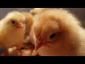 Chickens: Diet, Behavior, and Development