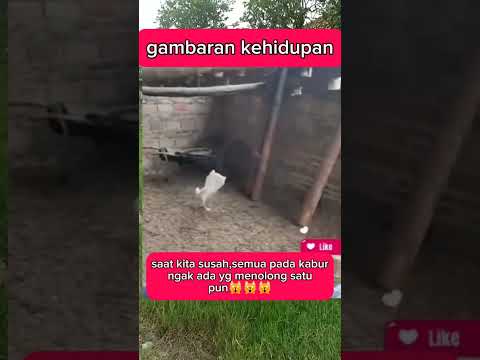kasian bebek nya #viralvideo #fypシ゚viral #viralreels #viralshorts #fypyoutube #fypシ