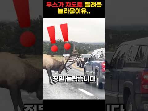 무스가 머리를 흔든 놀라운이유