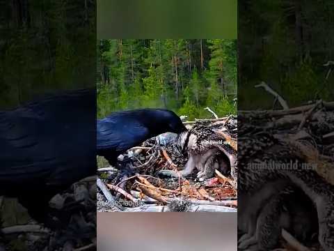crow attack the eagle baby ๐ฑ๐ฑ#crow vs eagle ๐ฆ
#bird #slowed #birdking #crowlovers #elephantbird ๐ฑ๐ฑ๐ฑ๐ฅบ