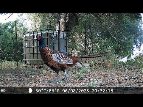 unboxing y tutorial de la cámara de fototrampeo de la marca Maxdone de tan solo 65 euros