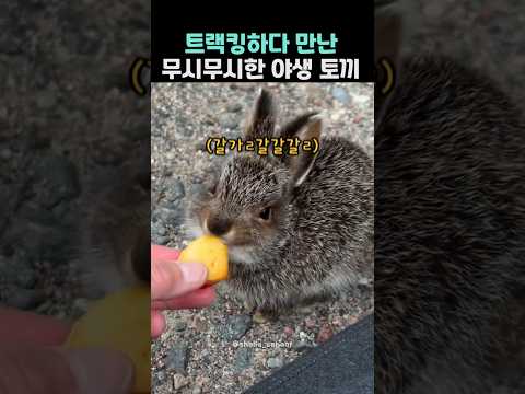 트랙킹하다 만난 무시무시한 야생 토끼ㄷㄷ
