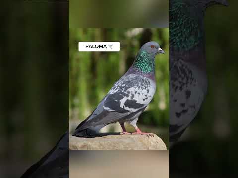 Así ven el mundo los Animales parte 5 😱 #sabiasque ##datoscuriosos #parati #videoviral
