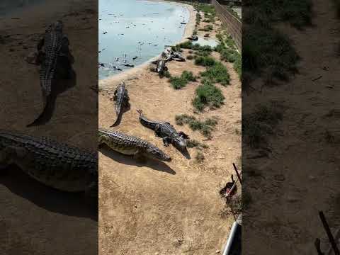 #crocodile #alligator #florida #everglades #miami #usa #travel #wildlife #nature #crocodiles