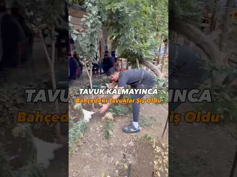 Reklam Tavuk kalmayınca bahçedeki tavuklar şiş oldu