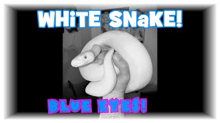 WHITE PET-SNAKE! (Ocean-Blue-Eyes)