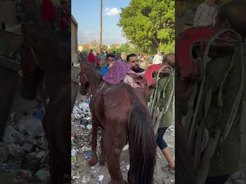 rescue starved and unworkable horse #lovehorses #horse #equestrian #horsehelp