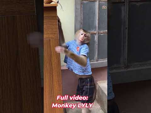Monkey Lyly is happy when washing motorbike with her mother #shorts #youtubeshorts