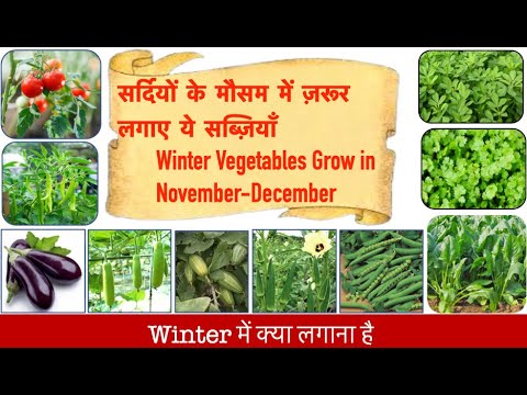 Winter vegetables Grow in November-December सर्दियों में लगायें ये सब्ज़ियाँ, खूब फलेंगी #gardening