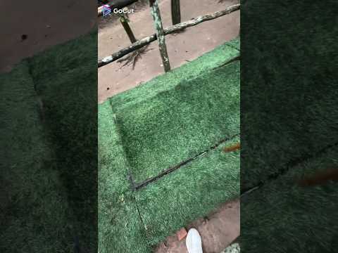 Компот и ловушки🌹