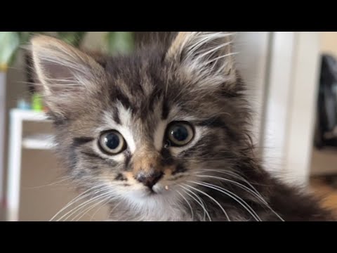 Lonely street cat meets the woman of her dreams