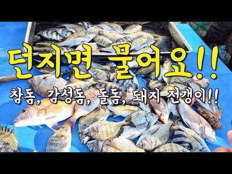 [다리tv] 와 여기는 뭐지?! 던지면 물어요!!! 감성돔, 참돔, 돌돔, 돼지 전갱이 까지!!!