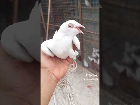 صيد هسه راعيه تعال خذه #ارافل