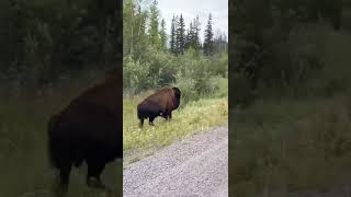 Touron harassing a bison‼️‼️#yellowstonenationalpark #TouronsOfYellowstone #Bison #BeBisonAware