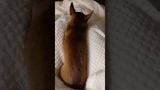 Aufwachen Bentje!!! #chihuahua #chihuahuafanclub #puppy