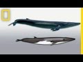 Whale Biology and Genetics