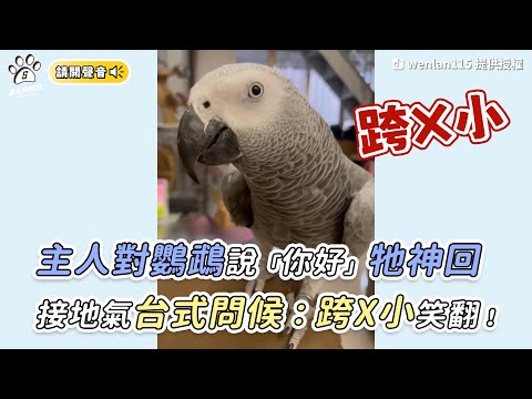 【主人對鸚鵡說「你好」牠神回 接地氣台式問候：跨X小笑翻！】｜TikTok / wenlan115｜網友 / 亞麗