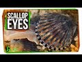 Evolutionary Relationships and Unique Adaptations