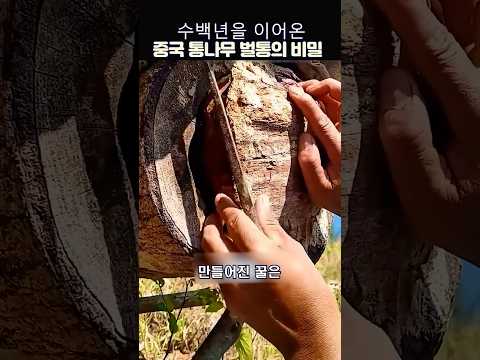 수백년을 이어온 중국통나무 벌통의비밀#중국전통양봉방식#중국벌꿀