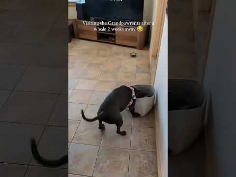 SEE How my dog had missed his GRANDPAWRENTS funny reaction 😂#trend#viralvideos#trendingshorts #viral