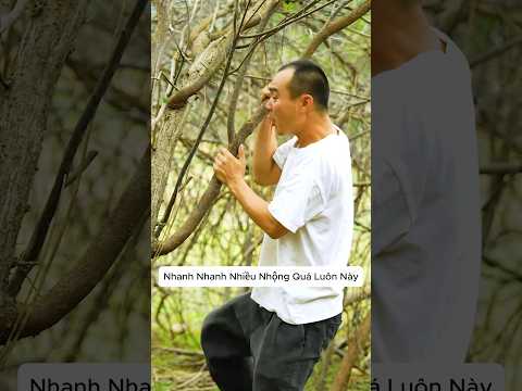Thử Thách Bắt 100 Con Nhộng Trong Cây Gỗ #shorts