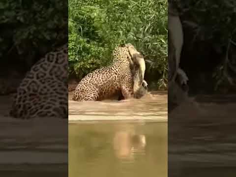 EL FELINO CON LA MORDIDA MAS GRANDE DEL CONTINENTE