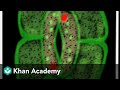 Plant Tissue and Guard Cell Functions
