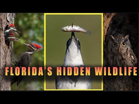 National Geographic Style Documentary of Florida's Wildlife - The Secret Lives of Animals