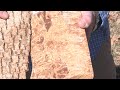 Emerald Ash Borer Awareness