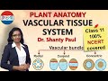 Vascular Bundles and Cambium Functions