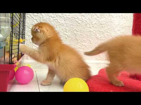 Pushy kittens visit a hamster – You won’t believe his reaction!